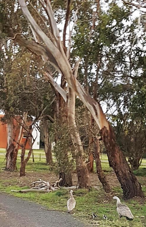 Banksia Park Estate Bed and Breakfast Newhaven Εξωτερικό φωτογραφία